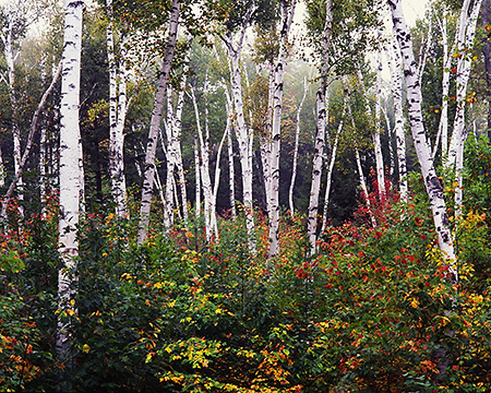 Shenandoah Birches in Fall, NH